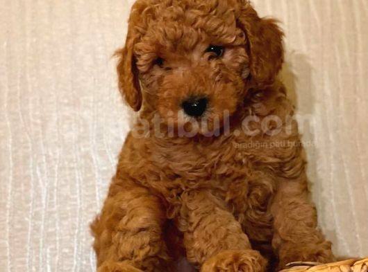 Safkan Toy Poodle Yavrularımız görsel