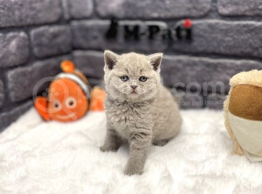 Özel Li̇lac Renk Bri̇ti̇sh Shorthai̇r Show Class