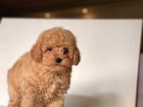 Apri̇cot Toy Poodle Yavrular