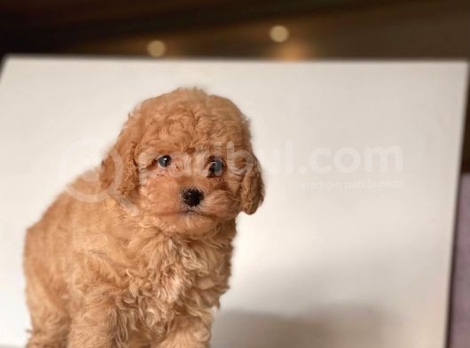 Apri̇cot Toy Poodle Yavrular görsel