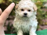XXS Maltipoo Dişi