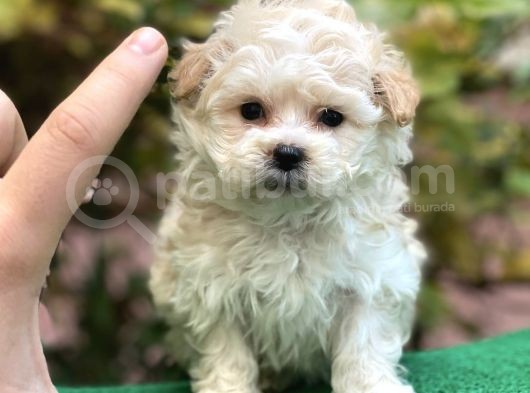 Xxs Maltipoo Dişi