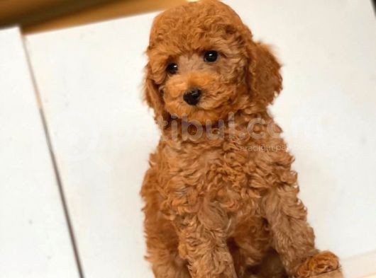 Küt Burun Toy Poodle Yavrulari görsel