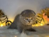 Sıfır Kulak Orjinal Scottish Fold