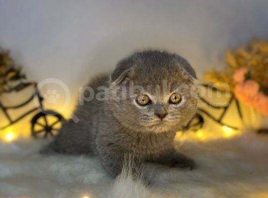 Sıfır Kulak Orjinal Scottish Fold görsel