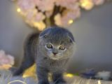 Sıfır Kulak Orjinal Scottish Fold