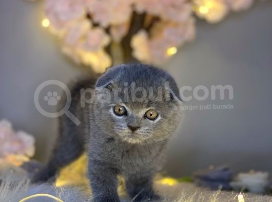 Sıfır Kulak Orjinal Scottish Fold