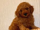 Safkan Toy Poodle Yavrularımız