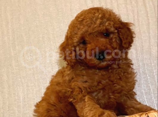 Safkan Toy Poodle Yavrularımız görsel