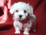 Mini Boy Maltese Sevimli Yavrular