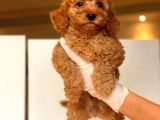 Küt Burun Toy Poodle Yavrulari