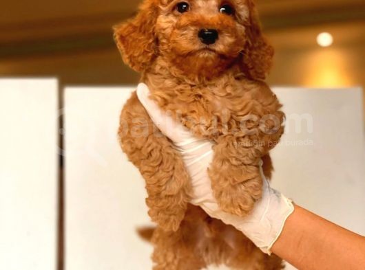 Küt Burun Toy Poodle Yavrulari görsel