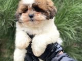 En İyi Görsel Shihtzu Dişi Yavru
