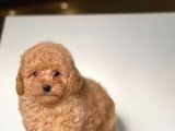 Apri̇cot Toy Poodle Yavrular