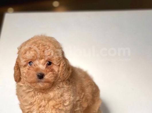 Apri̇cot Toy Poodle Yavrular