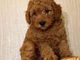 Bebek Surat Toy Poodle Yavrular