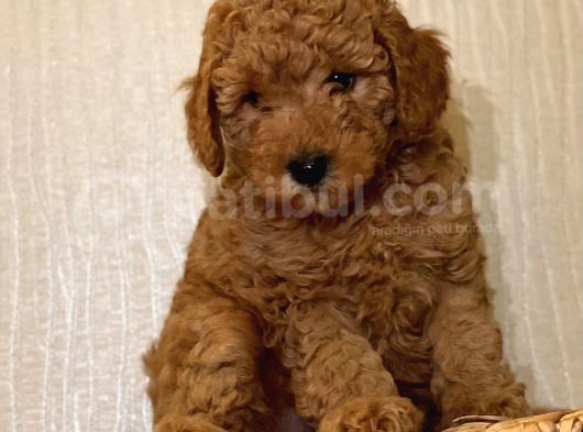Bebek Surat Toy Poodle Yavrular
