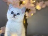 Ocean Blue Eyes Bri̇ti̇sh Shorthai̇r Si̇lver Shaded