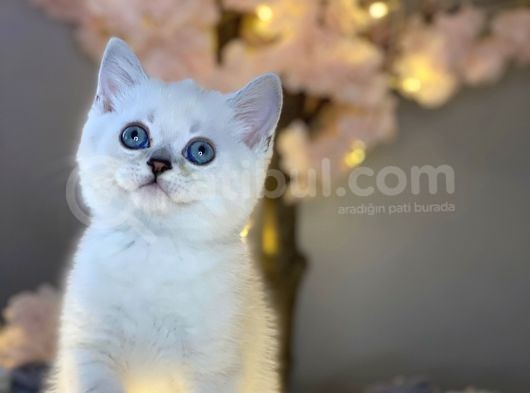 Ocean Blue Eyes Bri̇ti̇sh Shorthai̇r Si̇lver Shaded görsel