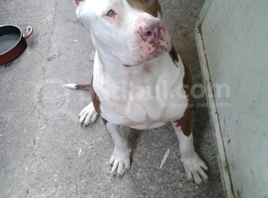 Rednose Maskeli̇ Chapo görsel