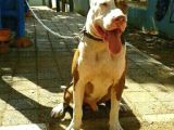 Rednose Maskeli̇ Chapo