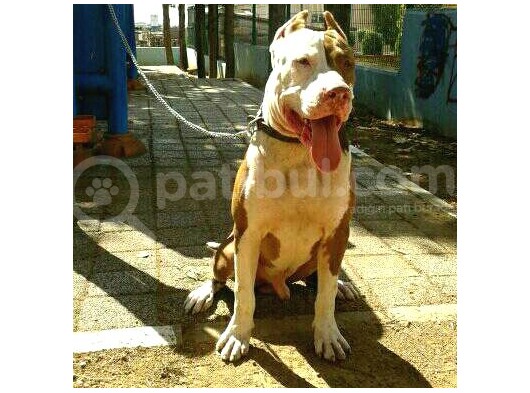 Rednose Maskeli̇ Chapo görsel