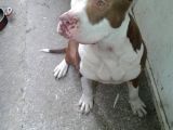 Rednose Maskeli̇ Chapo