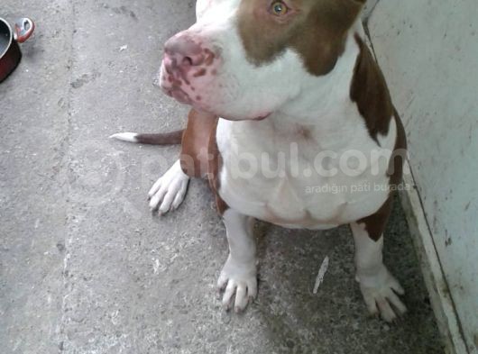 Rednose Maskeli̇ Chapo görsel
