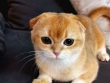 Scottish Fold Black Golden Shell Ny12