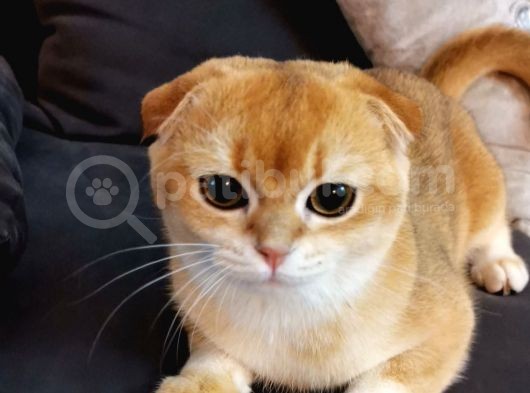 Scottish Fold Black Golden Shell Ny12