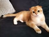 Scottish Fold Black Golden Shell Ny12