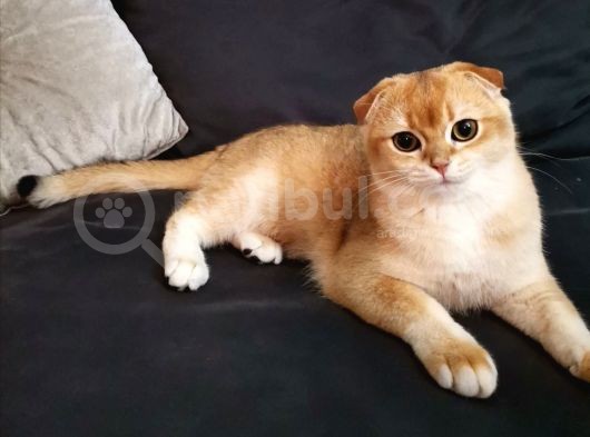 Scottish Fold Black Golden Shell Ny12 görsel