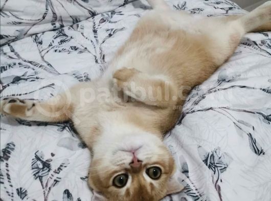 Scottish Fold Black Golden Shell Ny12 görsel