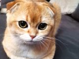 Scottish Fold Black Golden Shell Ny12