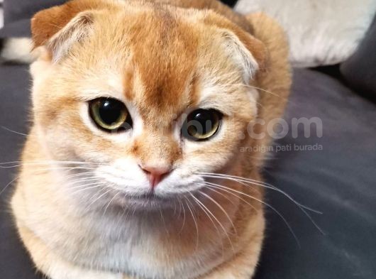 Scottish Fold Black Golden Shell Ny12 görsel
