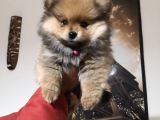 Pomeranian Erkek Yavru Adana Uyguna Verilecektir.