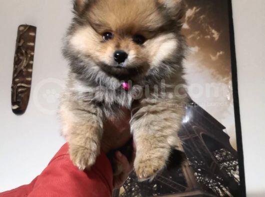 Pomeranian Erkek Yavru Adana Uyguna Verilecektir. görsel