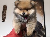 Pomeranian Erkek Yavru Adana Uyguna Verilecektir.