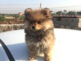 Pomeranian Erkek Yavru Adana Uyguna Verilecektir.