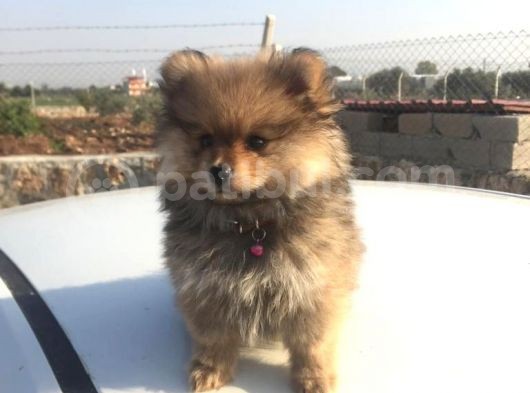 Pomeranian Erkek Yavru Adana Uyguna Verilecektir. görsel