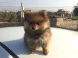 Pomeranian Erkek Yavru Adana Uyguna Verilecektir.