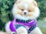 Safkan Pomeranian Boo Yavrularımız