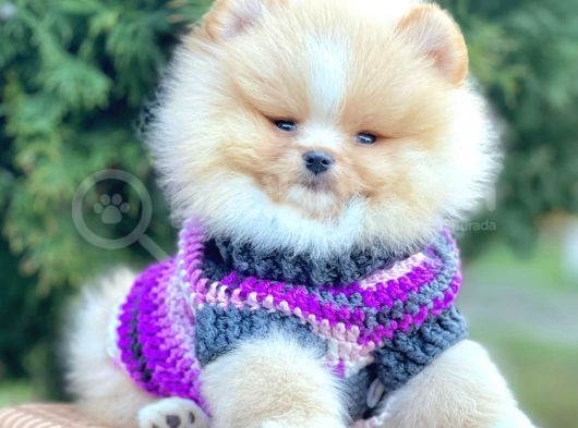 Safkan Pomeranian Boo Yavrularımız görsel