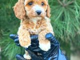 Gerçek en İyi̇ Görsele Sahi̇p Cavapoo Yavrumuz (Dişi)