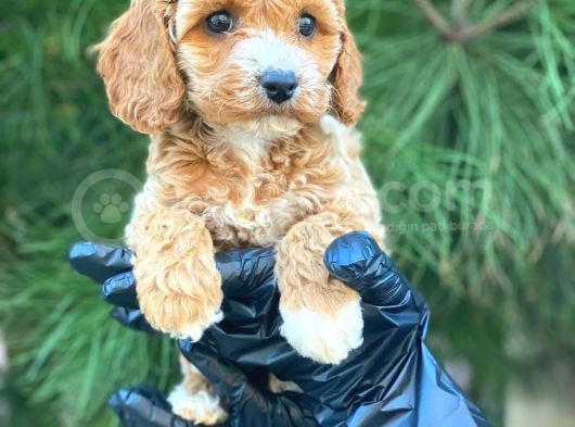 Gerçek En İyi̇ Görsele Sahi̇p Cavapoo Yavrumuz (Dişi)