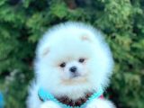 Ayı Surat Sevimli Mini Boy Pomeranian Yavrular