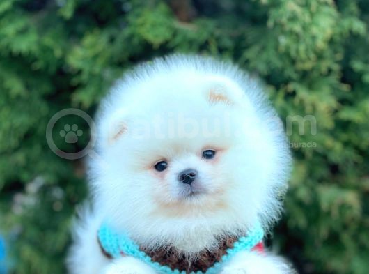 Ayı Surat Sevimli Mini Boy Pomeranian Yavrular görsel