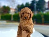 Her Renk Ve Ci̇nsi̇yet Toy Poodle Yavrular
