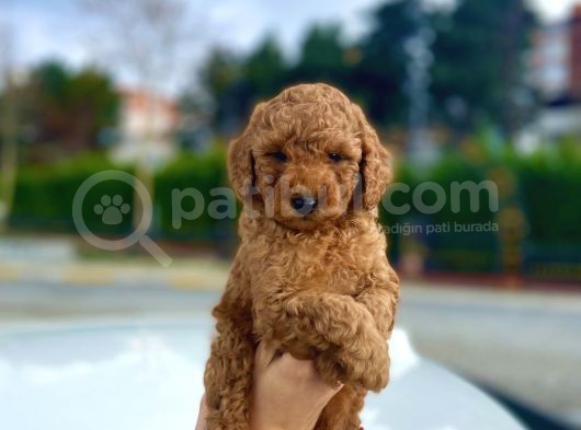Her Renk Ve Ci̇nsi̇yet Toy Poodle Yavrular görsel