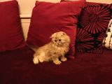 Scottish Fold Longhair